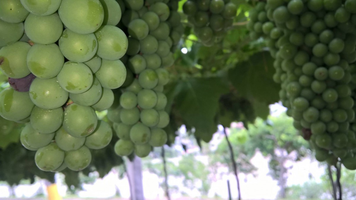 Brasil registra salto de 169% na produção de vinho.